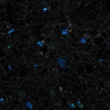 Blue Polare