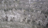 Minsk Green