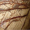 Rainforest Brown